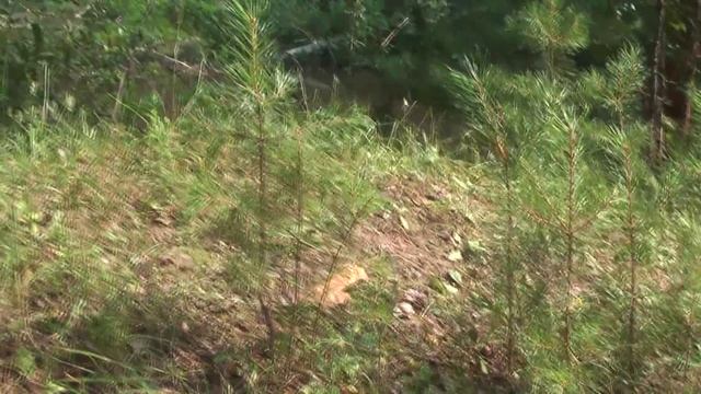 Футаж Караканский бор 000951 смотреть онлайн