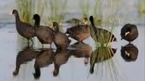 охота на птицю