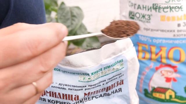 Необычная мизуна и ее польза для здоровья