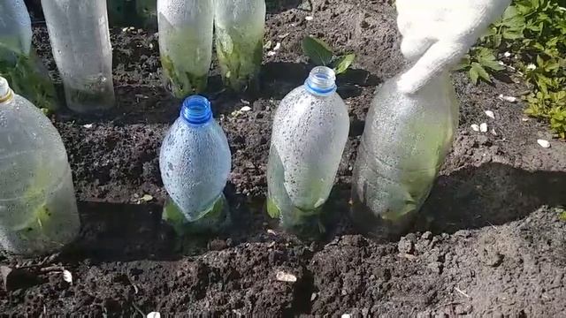 Капуста под бутылками смотреть онлайн