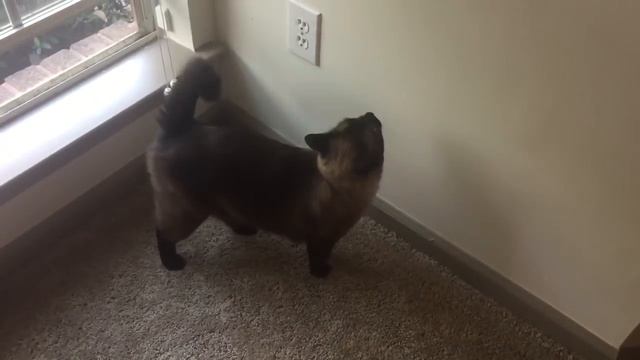 Умный кот, который умеет жестами сказать, что хочет ...  =^..^= СИАМСКИЕ КОШКИ