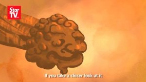 EP6 | Remedies With Seng Sifu: Codonopsis, the immunity-boosting lion-headed root