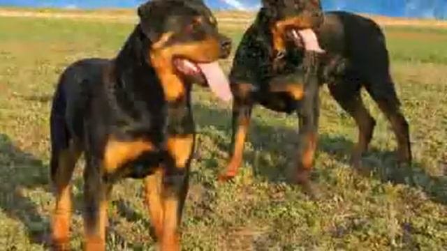 САМЫЕ ОПАСНЫЕ ПОРОДЫ СОБАК   ТОП 10