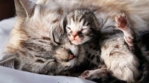 Когда котята открывают глаза: через сколько дней после рождения