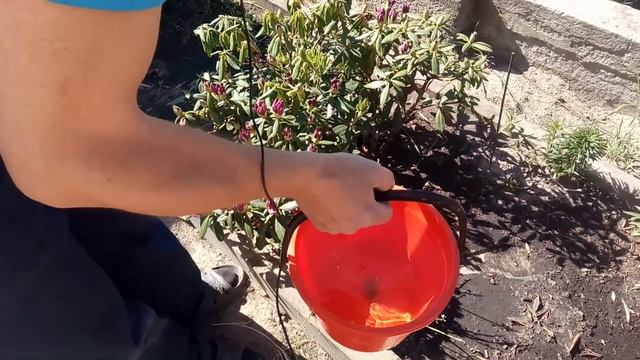Уход за рододендронами. Как подкислить почву рододендронам, подкормить.