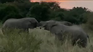 Сафари, миграция Масаи Мара, Кения, 09.08.2020