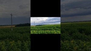 опыление подсолнуха 2100 руб за семью. актуальные локации