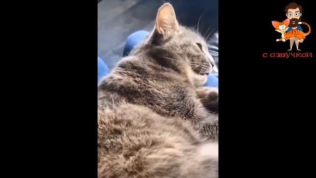 Приколы с котами! Самые смешные животные! Приколы про котов с озвучкой! смотреть онлайн