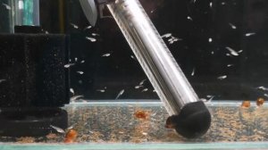 Малькам гурами три недели.