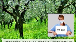Экстракт Листьев Оливы  (Olive Leaf Extract) - компании NSP