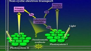 Science of Life [57] - Reactions of Photosynthesis