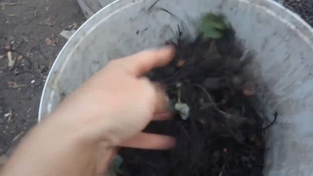 Выращиваем рассаду клубники в школке и омолаживаем старую посадку смотреть онлайн