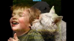 Пропала собака по кличке Люси mp4