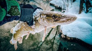 ГОНЯЮ ЩУЧЕК на НЕБОЛЬШОЙ РЕЧКЕ / РЫБАЛКА на СПИННИНГ в ЯНВАРЕ 2024