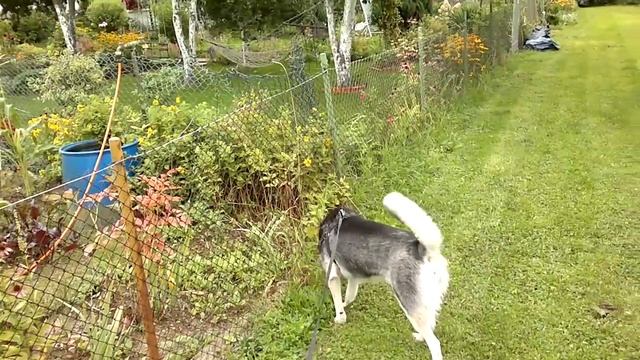 Husky- pies "obronny" смотреть онлайн