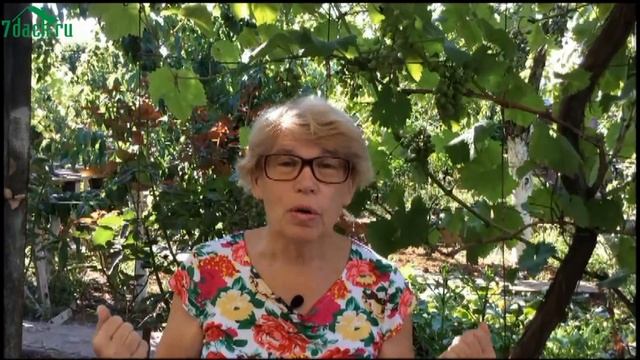 ? Выращиваем томаты в 2 стебля: формировка для жаркого климата и теплиц - 7 дач смотреть онлайн