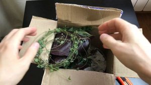 Распаковка Комнатных Растений » Приятный Подарок