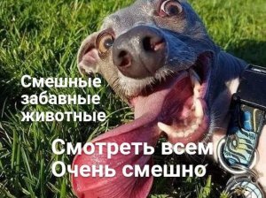 Смешные, забавные животные
Смотреть всем, очень смешно