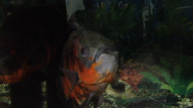 Аквариумные рыбки. Астронотус глазчатый смотреть онлайн