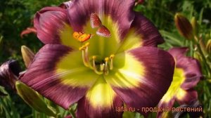 Лилейник гибридный Найт Бекон (night beacon) ? обзор: как сажать, рассада лилейника Найт Бекон