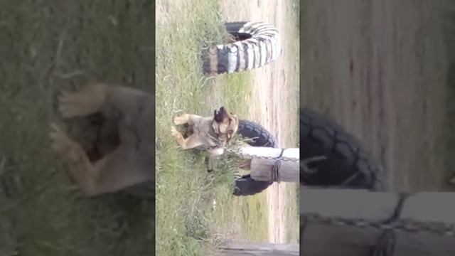 Твари кто такое зделал.Взяли и оставили собаку)))) смотреть онлайн