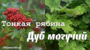 🌿 Тонкая рябина - Дуб могучий (продолжение народной песни) #oblomovblues