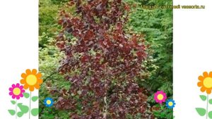Береза повислая Роял Фрост. Краткий обзор, описание характеристик betula pendula Royal Frost