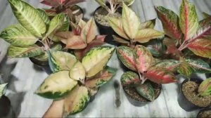 Sale Aglaonema Habisin Stok!!!