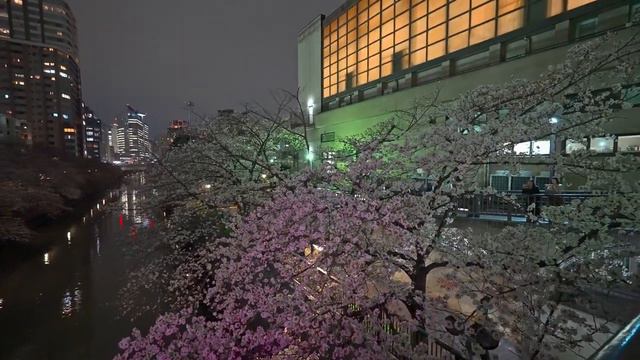 Токийская ночная сакура Мегуро 2024・4K HDR