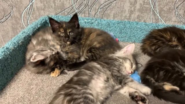 Котята Мейн-Кун 1,5 месяца.