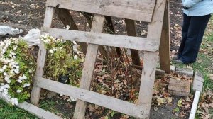 Обработка роз осенью перед укрытием на зиму.