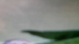 Не поётся птицам без небес(наброски)