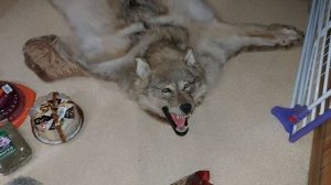 ВОЛК И ФРУКТЫ В ДАР. ВЕДЬМИНА ИЗБА. ИНГА ХОСРОЕВА.