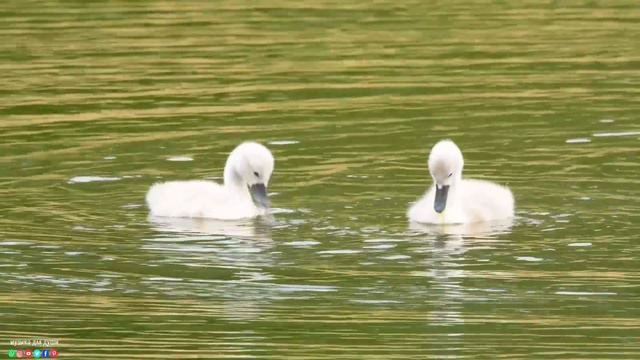 Самая красивая мелодия на свете! ВОССТАНОВЛЕНИЕ НЕРВНОЙ СИСТЕМЫ!  До слез красивая мелодия! смотреть онлайн