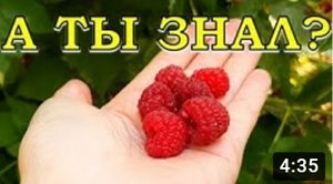 КАК и ЧЕМ подкормить МАЛИНУ во время плодоношения???