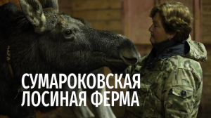 Сумароковская лосиная ферма // Дикие: Стратегия спасения