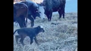 Коровы калмыцкой породы телятся на улице в минус 30 градусов