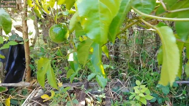 Cómo hacer que mi maracuyá de más frutos смотреть онлайн