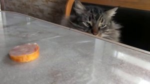 Тварь ли я дрожащая или право имею?