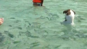 Собака ловит рыбу very funny fishing dog