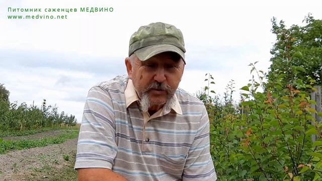 Оптимальные сроки окулировки смотреть онлайн