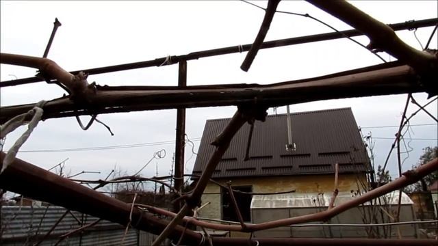 Апрель 2021. Весенняя обрезка виноградного куста неукрывного  сорта Изабелла (Часть 1 - ДО обрезки)