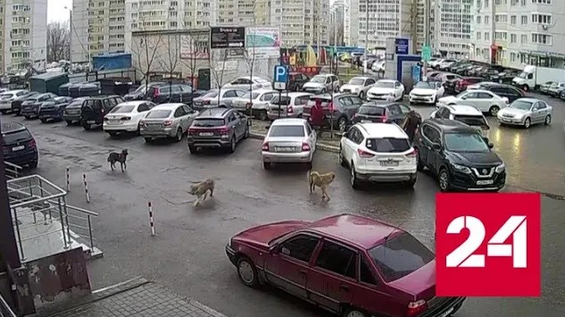 Бродячие собаки напали на ребенка во дворе многоэтажки в Воронеже - Россия 24 