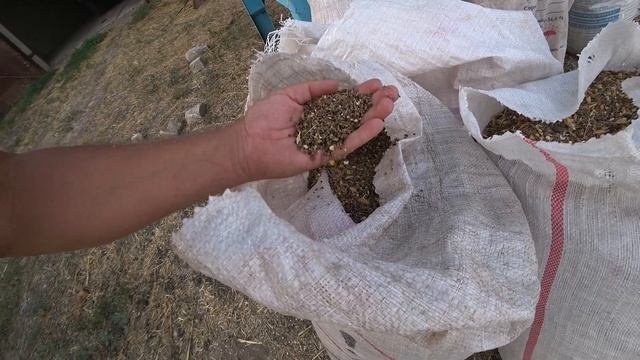 Уборка пшеницы 2020! ДОН-1500Б. Урожайность за 60 ц/га. смотреть онлайн