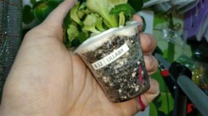 распаковка посылки с фиалками