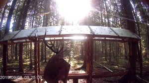 Видео с фотоловушки PR-200 самая дешевая камера от Сантек