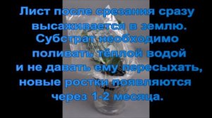 Экономим место при выращивании фиалок! Быстро и дешево укореняем фиалки.