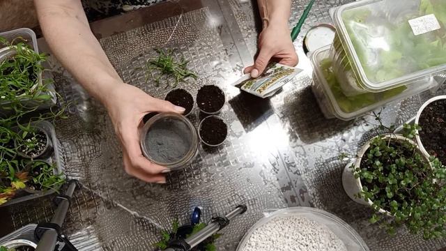 Черенкуем все подряд смотреть онлайн