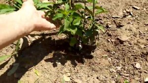 Plantas medicinales que debes tener en tu terraza, en macetas - aprovecha la cuarentena.