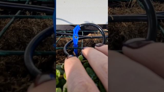 Фитопанно из сфагновых модулей! смотреть онлайн